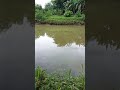 lagi gabol bollo ☹️☹️ #mancing #random #shorts #viralshorts