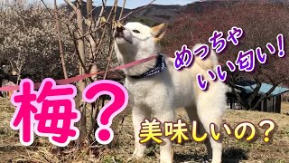 【第３５話　春を感じに秋間梅林にやってきました🌸　梅の花の匂いを嗅いで楽しくお散歩できました😆】