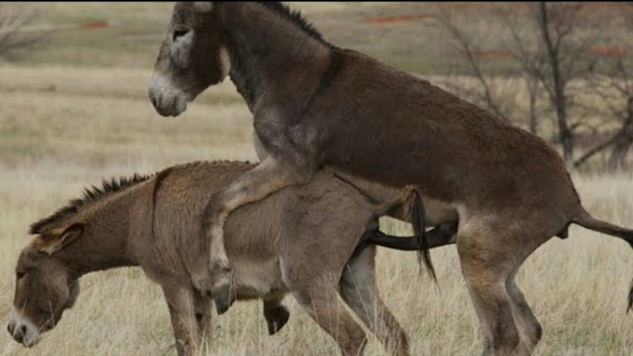 Super Murrah Donkey Try Meeting With Horse fast time - YouTube.