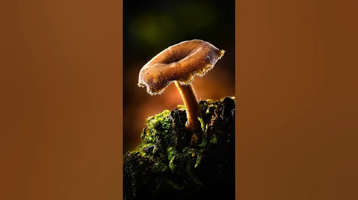 Macro Focus Stacking: Lone Survivor Mushroom Shot