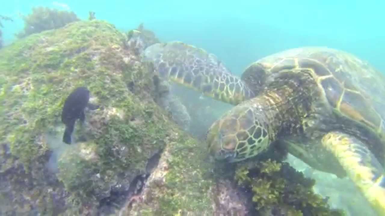 Diving South America