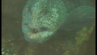 Wild Things What A Face - Wolf Eel