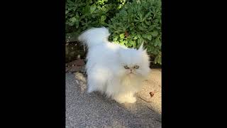 23 12 11 Persian Kitty, Krakatoa by Mythicbells 707 views 4 months ago 1 minute, 5 seconds