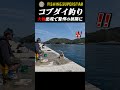 これは反則級…ケタ違いのコブダイが喰ってきた#shorts_video #fishing