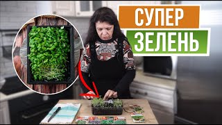 Ошибки при выращивании микрозелени ☘ Советы от garden-zoo