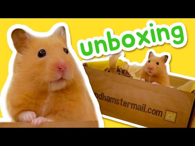 Hamster Mail Unboxing 