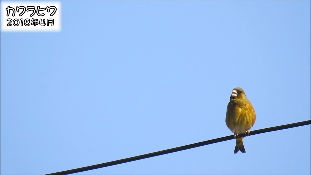 野鳥雨靴 カワラヒワ Oriental Greenfinch (Carduelis sinica)