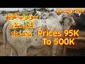 Sohrab Goth Cow Mandi Prices Update 26 July 2019