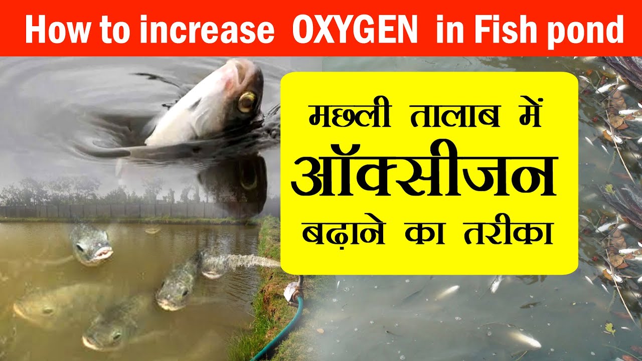 How to increase oxygen in Fish pond-मछली तालाब में