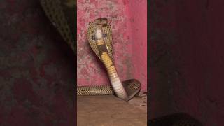 सरोई घर में घुस गया कोबरा सांप  #snakevideo #shorts #reels