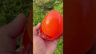 #fishing #fish #fishingvideo #fitness #film #fifa #fitnessmotivation #ihavethisthingwithplants #koi