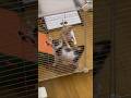 Kittens fighting! #shorts