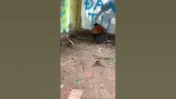 #shortvideo Chim bìm bịp là khắc tinh của rắn hổ mang #dongvat #snake