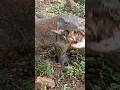 hampir mati😱😱 tanduk kambing tersangkut di tenggorokan komodo #predator #komodo #viral #trending