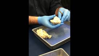 Harper sheep brain dissection