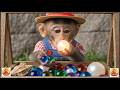 Cute Baby Monkey Playing with Colorful Balls
