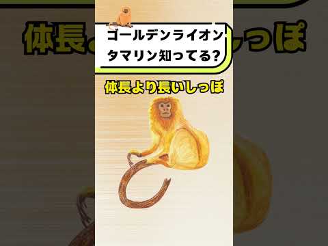 ゴールデンライオンタマリンって知ってる？#都音ゆずたみ #雑学 #豆知識