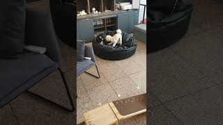 장모치와와 친구랑놀기#반려견 #유치원 #놀이터 #댕댕이 #푸들 #치와와
