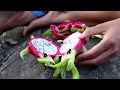 Find food & meet nature dragon fruit on tree for eat - Nature dragon fruit eating delicious #57