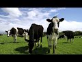 The dairy industry slaughters thousands of calves every year