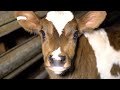 The dairy industry slaughters thousands of calves every year