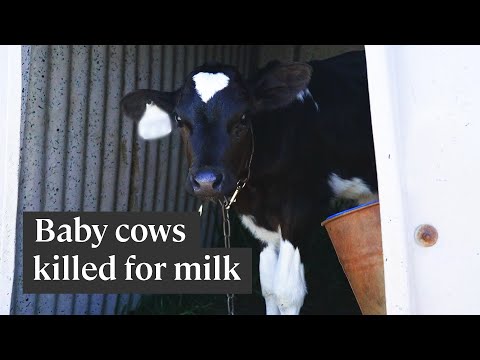乳業業界では毎年数千頭の子牛が屠殺されています