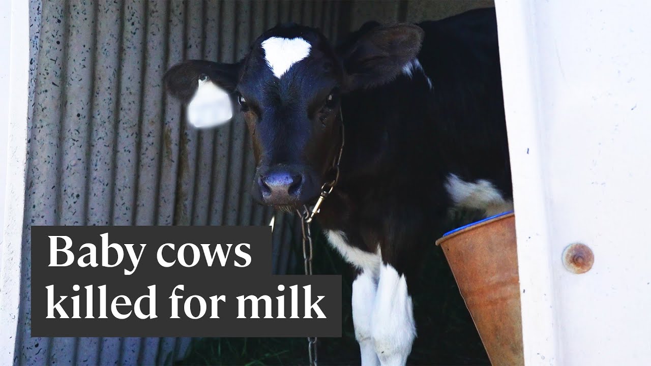 The dairy industry slaughters thousands of calves every year YouTube