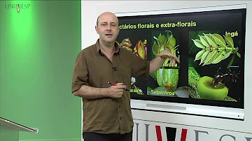 Como é a estrutura da célula urticante?