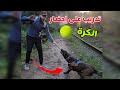 تدريب الكلب على إحضار الكرة بالطريقة مضمونة 