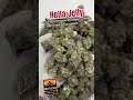 Hella Jelly | 26% THCa | Hybrid Bulk Wholesale Hemp Flower