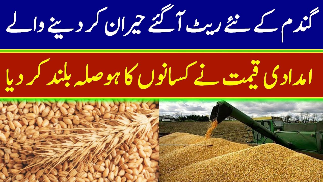Wheat Rate Today | Wheat Price In Pakistan | Gundam Ka Rate Today ...