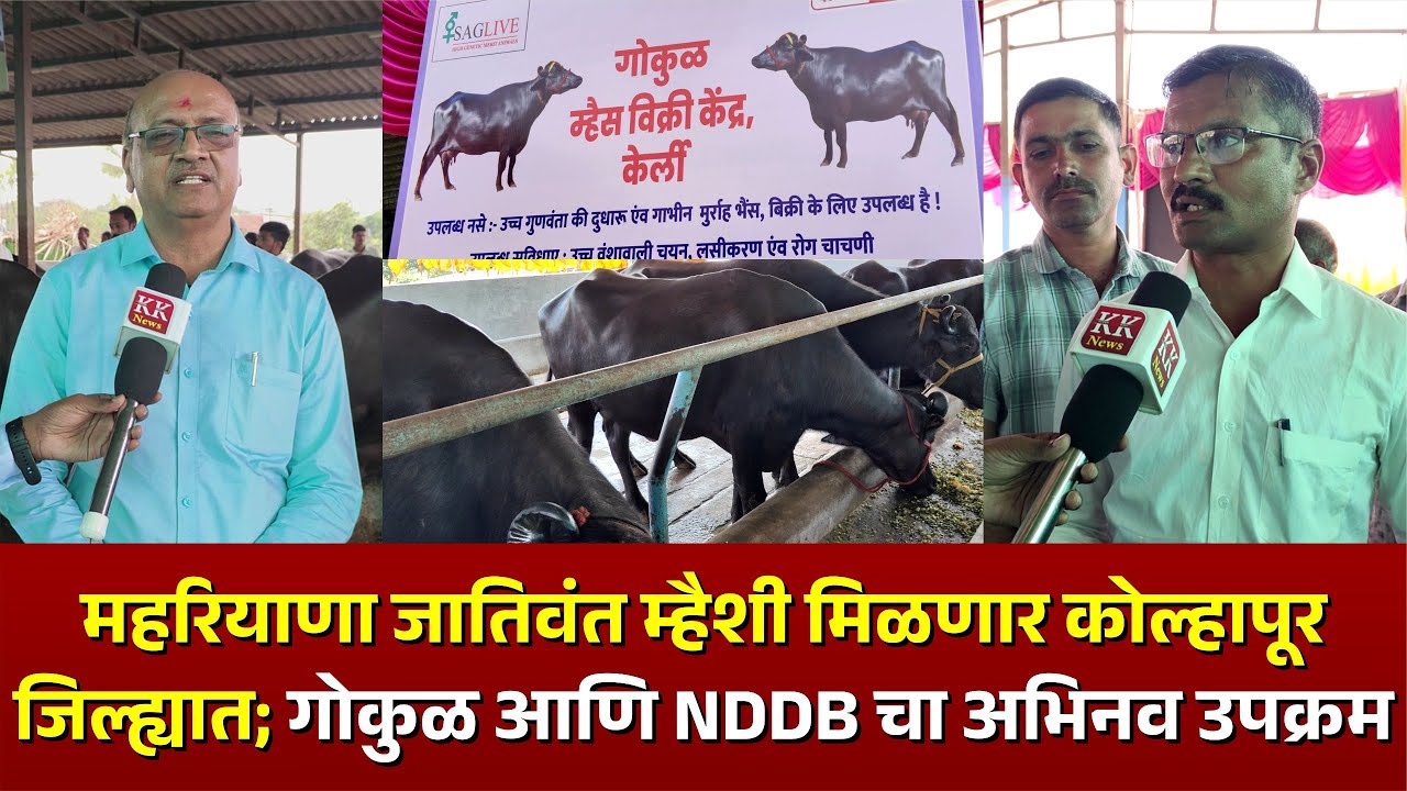 हरियाणा जातिवंत म्हैशी मिळणार कोल्हापूर जिल्ह्यात | गोकुळ आणि NDDB चा अभिनव उपक्रम #kknews #gokul
