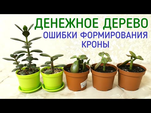 Денежное дерево, толстянка. Ошибки формирования кроны.