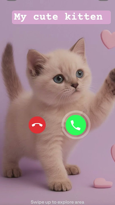 My cute kitten is calling you 💖💖 ||ringtone🤙 #calling #cat