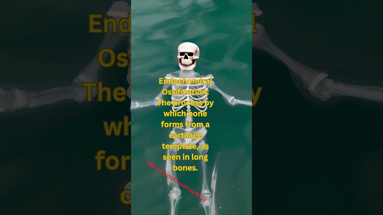 Endochondral Ossification?!