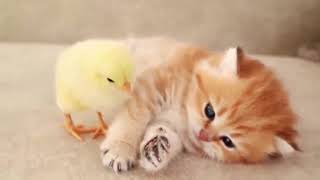 LUCU!!! Anak ayam dan anak kucing tidur bersama😍💕 || funny cat videos