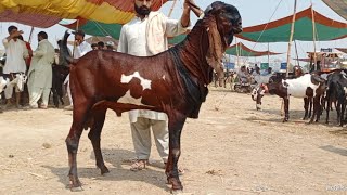 Bakra Mandi sahiwal ki update batel baredar Bakery Aur Qurbani Waly Bakry 03124058010