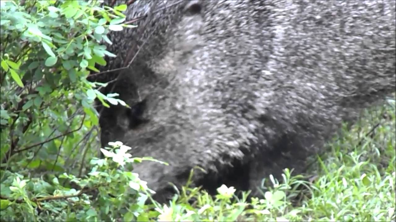 Javelina Eating Bird Seed YouTube