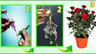 AMAZING TRICK TO MULTIPLE ROSES FOR FREE