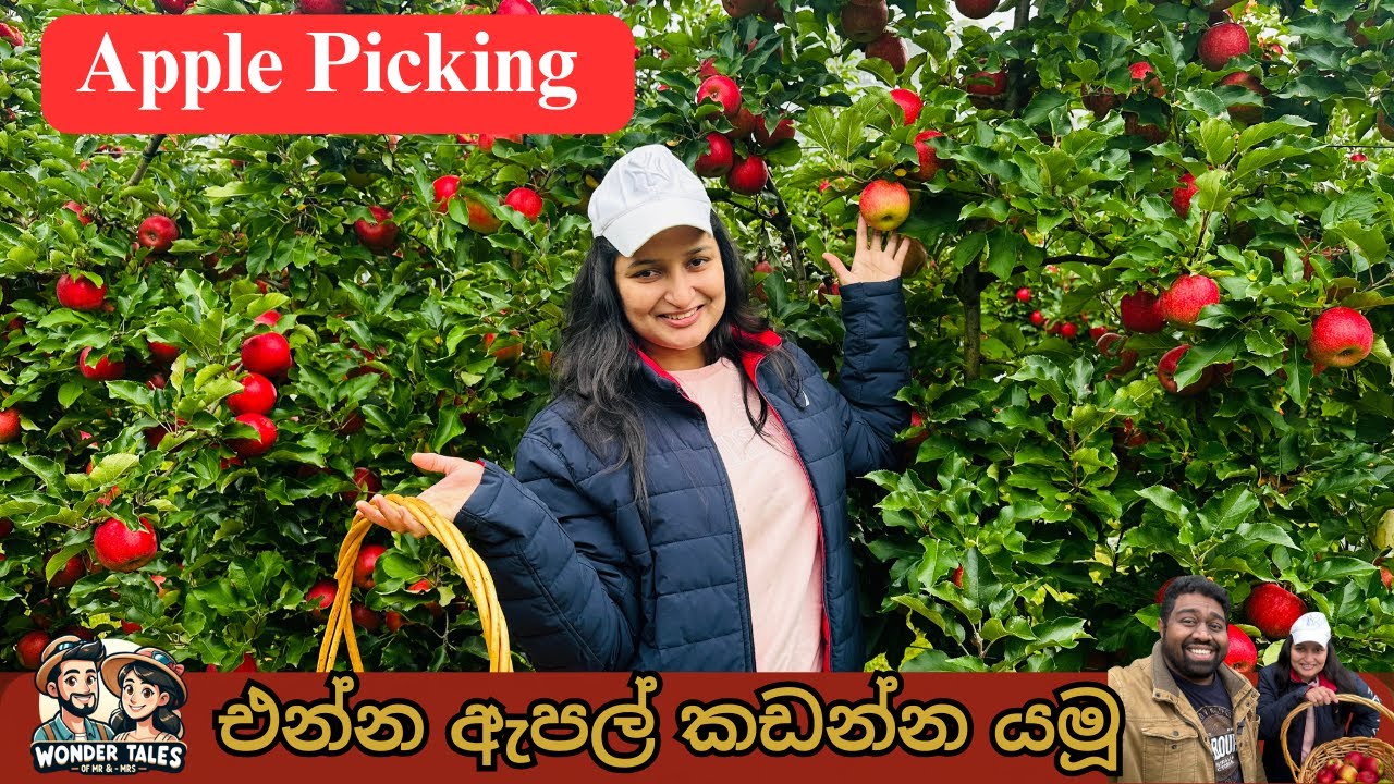Apple Picking In Melbourne Wonder Tales Of Mr apple-picking-in-melbourne-wonder-tales-of-mr