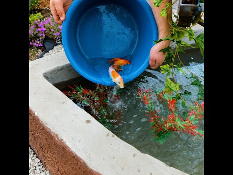 Строим бетонный пруд в форме сердца с золотыми рыбками. Потрясающая идея для двора! #shorts