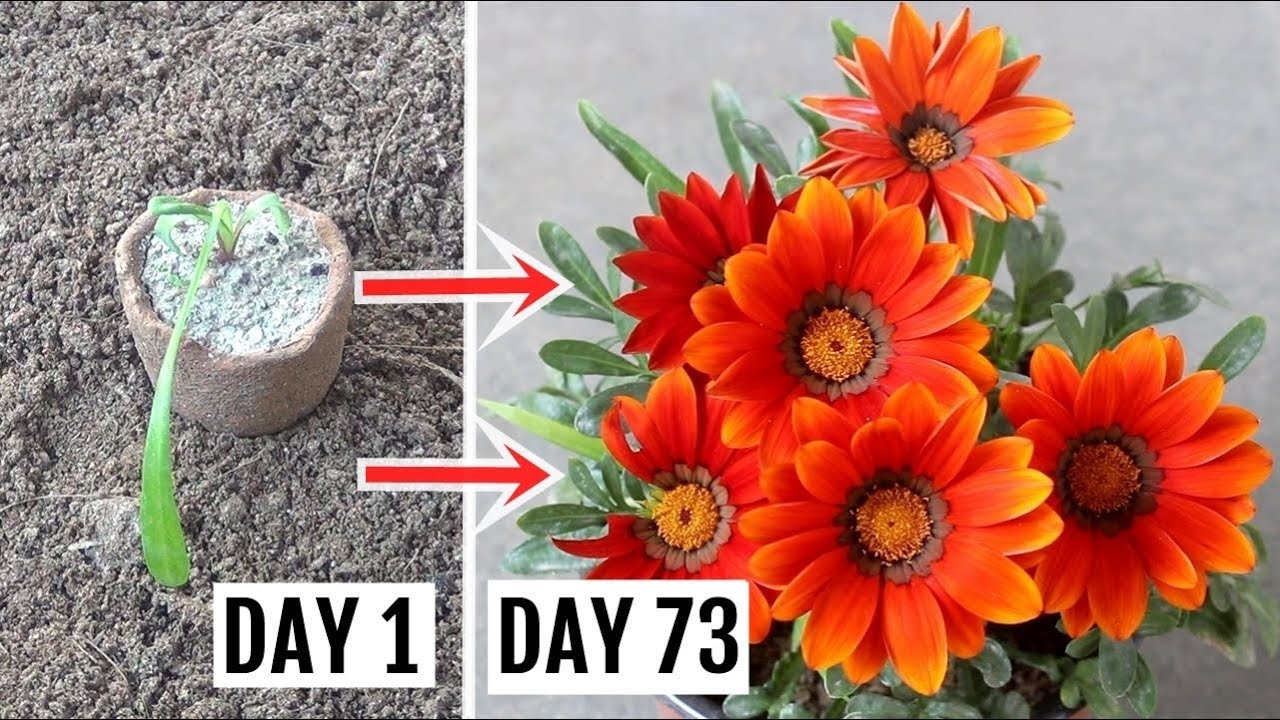 How to Plant, Grow n Care for Gazania Plant - The Complete Guide