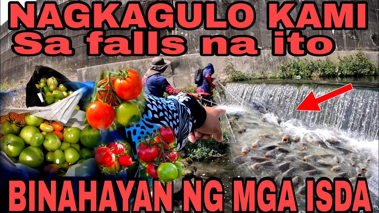 Dinala nila ako sa Falls at sa  maraming wild fruits at tomato subrang DAMI naming nakuha!!!