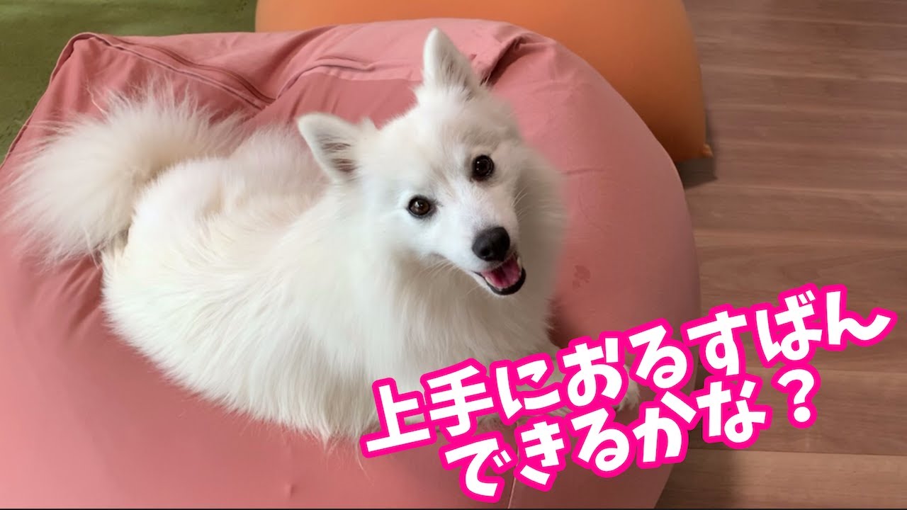 Japanese Spitz is 