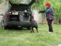 PERSONAL PROTECTION DOGS FOR SALE-CRATE TRAINING IN THE CAR WITH BRANDON PERSONAL PROTECTION DOGS FOR SALE-CRATE TRAINING IN THE CAR WITH BRANDON