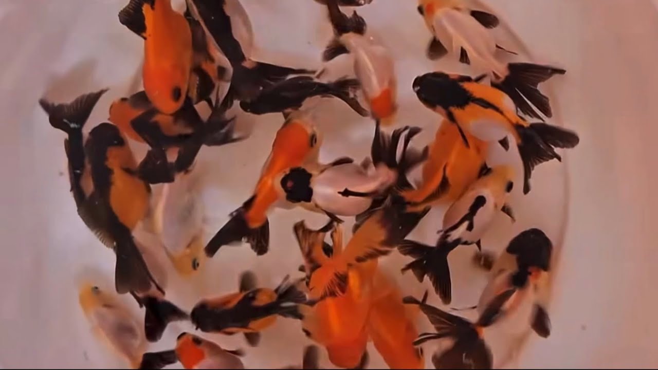 Goldfish: From Farm to Aquarium | Episode 6 of 7