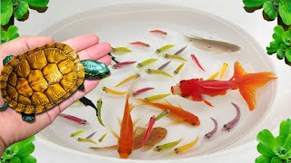 Best of Catch Colorful Surprise Eggs 🐢 MOST AMAZING Catches Strange Fish, Turtle, Catfish, Koi Fish