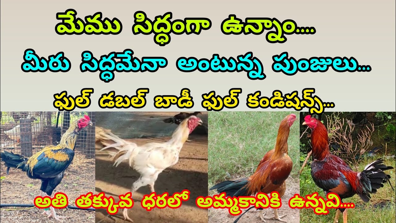 టు టాప్ క్వాలిటీ👌#/ ఫుల్ కండిషన్స్ 👈 ఫుల్ డబల్ బాడీ 💪#/ అతి తక్కువ ధరలో అమ్మకానికి ఉన్నవి.. 👍