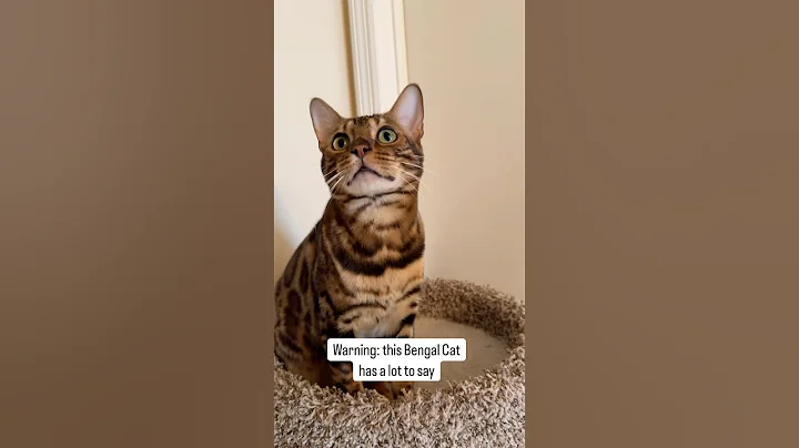 Video 9363581: bengal cat talking, bengalcat