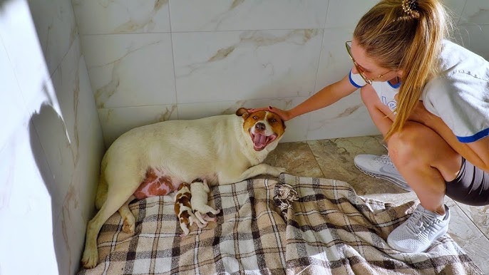 Pregnant Stray Dog Gave Birth to Cutest Puppies the Day After Rescue - YouTube
